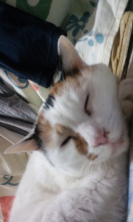 �K�������Ȋ�
