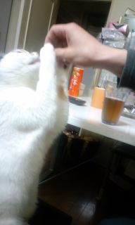 ���݂�H�ׂ�l�R