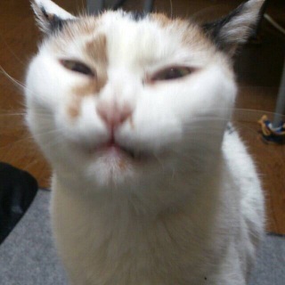 �Ђǂ�www